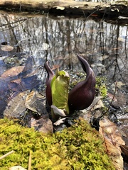 Symplocarpus foetidus