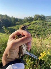 Hylocichla mustelina