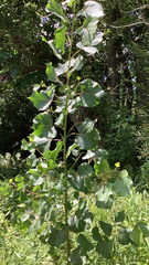 Populus nigra
