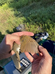 Hylocichla mustelina