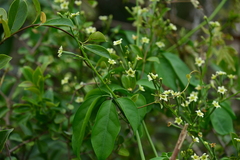 Neoalsomitra clavigera