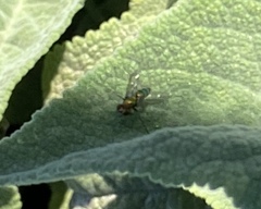 Condylostylus longicornis