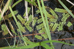 Salvinia natans