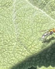 Condylostylus longicornis