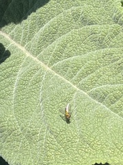 Condylostylus longicornis