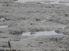 Charadrius hiaticula