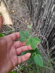 Passiflora caerulea
