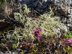 Alectoria ochroleuca