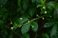 Neoalsomitra clavigera