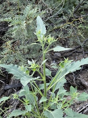 Verbesina encelioides