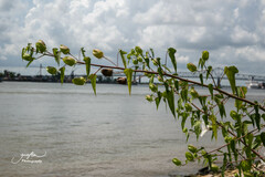 Hibiscus laevis