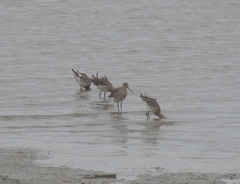 Limosa limosa