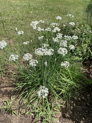 Allium tuberosum
