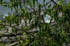 Hibiscus laevis