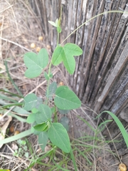 Passiflora caerulea