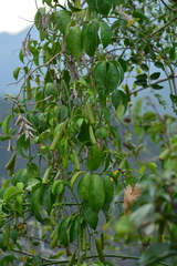 Neoalsomitra clavigera