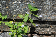 Heliotropium indicum