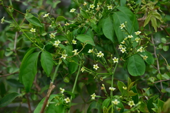 Neoalsomitra clavigera