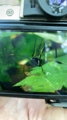 Pelecinus polyturator