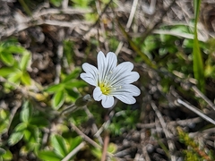Cerastium