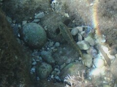 Parablennius sanguinolentus