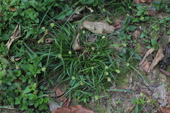 Cyperus camerunensis