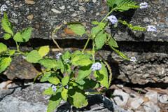 Heliotropium indicum