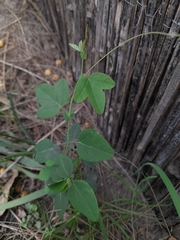Passiflora caerulea