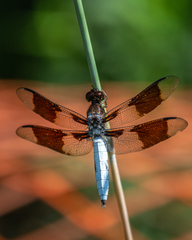 Plathemis lydia