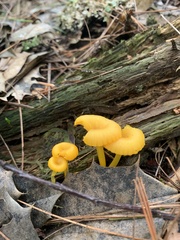 Gloioxanthomyces nitidus
