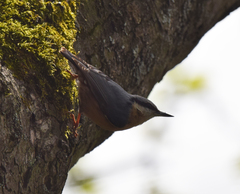 Sitta europaea