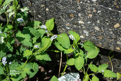 Heliotropium indicum