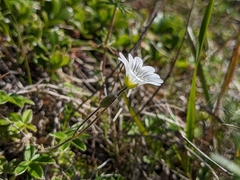 Cerastium