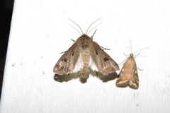 Agrotis exclamationis