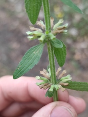 Dracocephalum thymiflorum