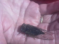 Neotibicen canicularis