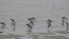 Limosa limosa