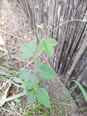 Passiflora caerulea