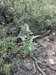 Verbesina encelioides