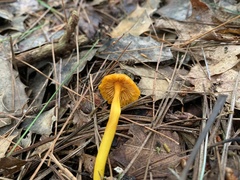 Gloioxanthomyces nitidus
