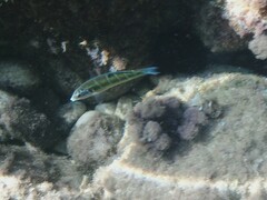 Thalassoma pavo
