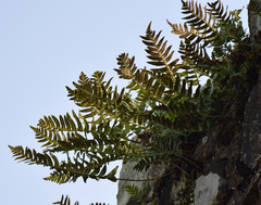Polypodium