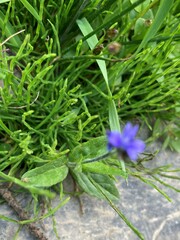 Veronica wormskjoldii