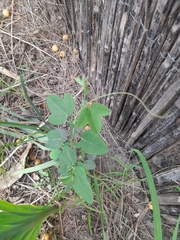 Passiflora caerulea