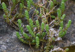 Sedum acre