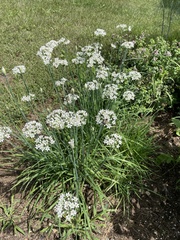 Allium tuberosum