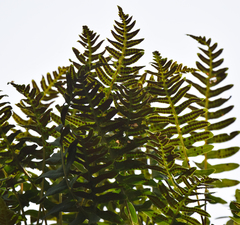 Polypodium