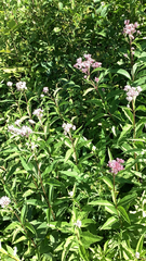 Eutrochium maculatum