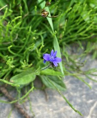 Veronica wormskjoldii