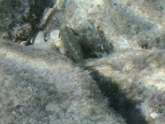 Parablennius sanguinolentus